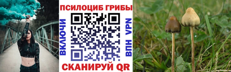 гидра ссылка Михайловка Псилоцибиновые грибы Psilocybe